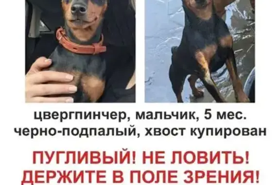 Пропала собака, Кузьминская ул., Котельники