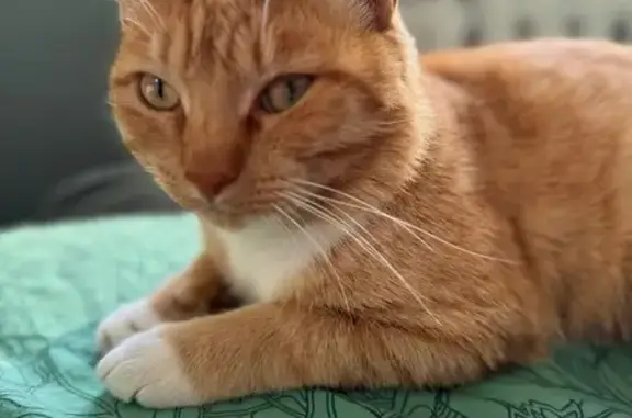 Пропала кошка, ул. Космонавтов, 2, Шадринск