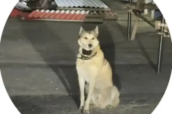 Найдена собака, , фото: Лайка найдена в Лангепасе, Югра