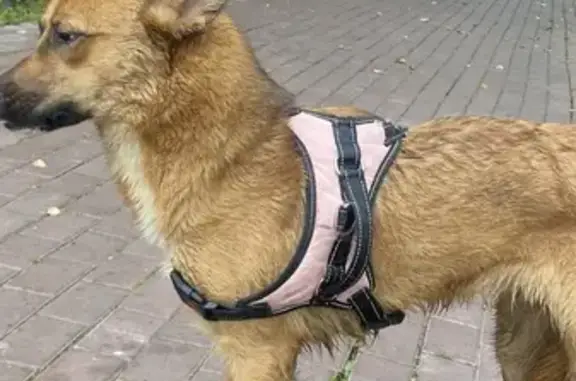 Найдена кошка, Звенигород, фото: Кошка найдена у Вечного огня, Чехова 3