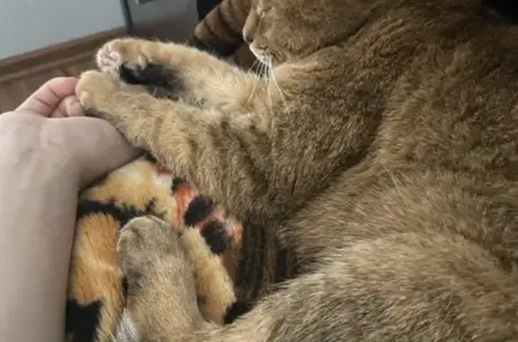 Кошки потеряшки, Череповец, фото: Потеряшка кошка, ул. Командарма Белова, Череповец