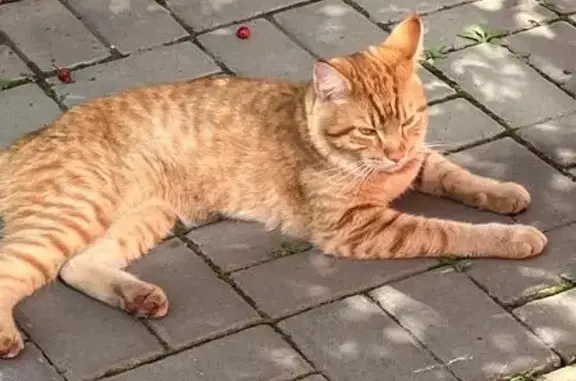 Кот найден, ул. Алексеева, 27, Красноярск