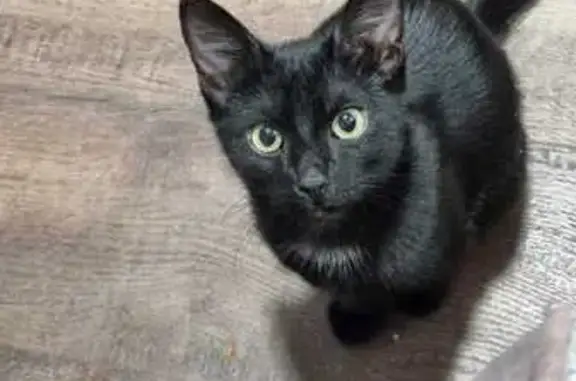 Кошки потеряшки, Ростов-на-Дону, фото: Потеряшка кот на Горсоветской, 57Б, Ростов-на-Дону