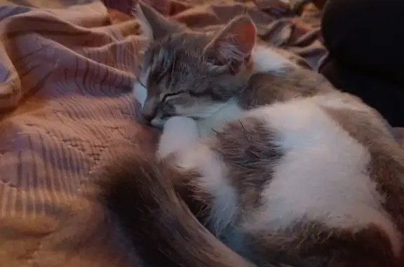 Найдена кошка, Омск, Зелёное Поле - photo