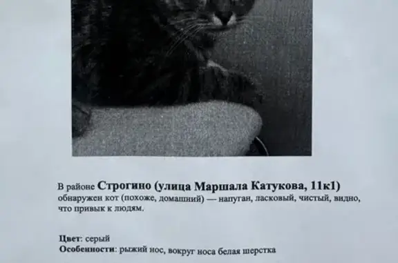Кошка найдена: Маршала Катукова 24 к5