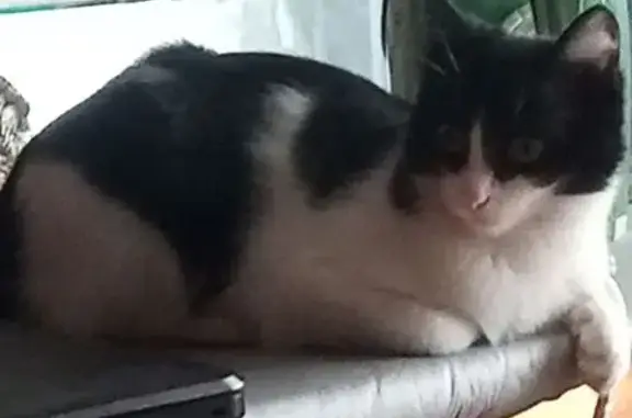 Пропала кошка, Лесной проезд, 3, Омск