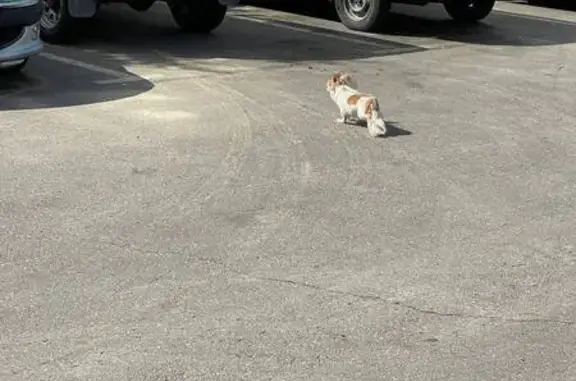 Найдена собака, ул. Верхние Поля, 40 к2