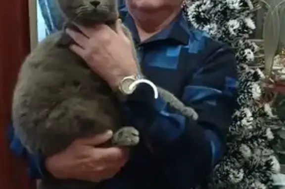 Пропала кошка, пр. Керамиков, Голицыно