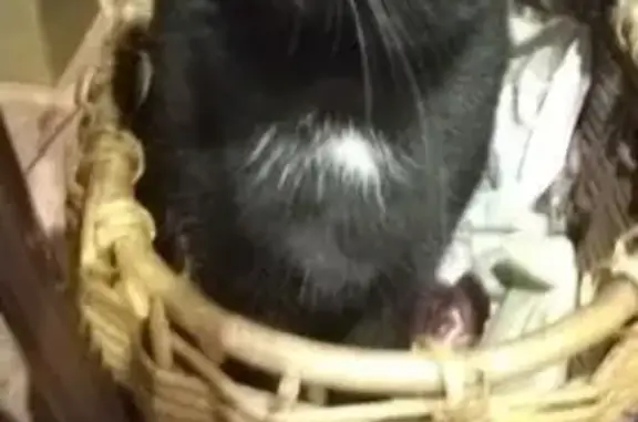 Кошки потеряшки, Шушары, фото: Потеряшка кошка, Шушары, Первомайская ул.