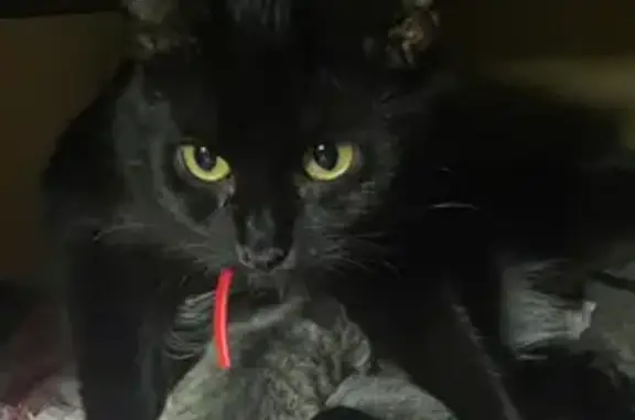 Пропала кошка, Загородняя ул., Фатеж