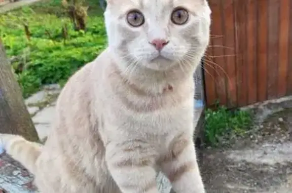 Кошки потеряшки, Сафоново, фото: Потеряшка кошка, Белинского 48, Сафоново