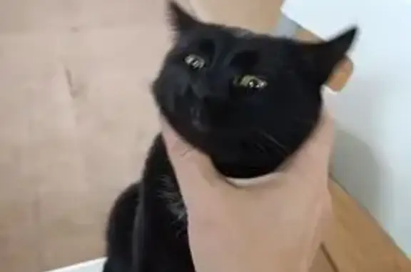 Пропала кошка на Киевском шоссе, Селятино