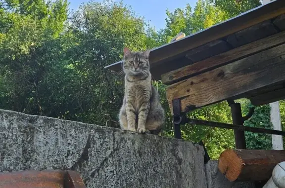 Пропала кошка, ул. Зелёная Поляна, Белгород