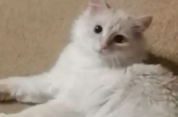 Кошки потеряшки, Ульяновск, фото: Потеряшка кошка, Заводской пр., 3, Ульяновск