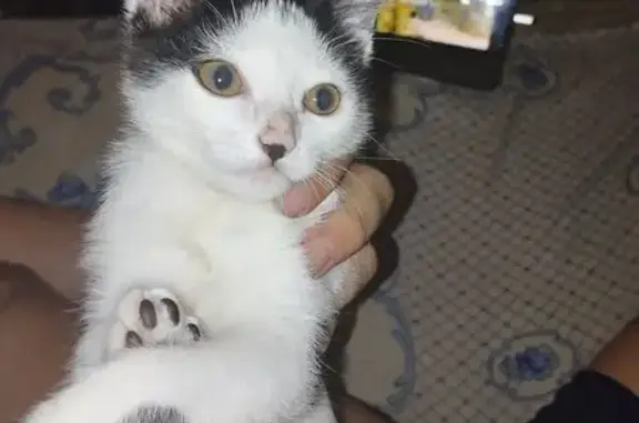 Кошки потеряшки, Хабаровск, фото: Потеряшка кошка, Волочаевская 2А, Хабаровск