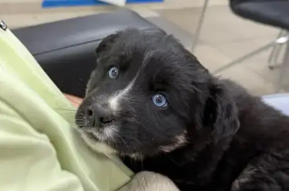 Найдена собака, Тверь, фото: Собака найдена ул. Красина, Тверь