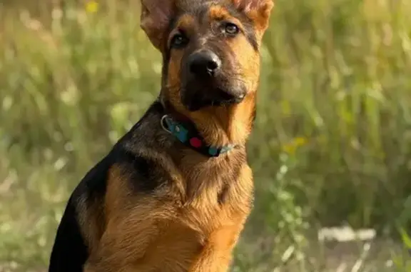 Собаки потеряшки, Ярославль, фото: Потеряшка овчарка, ул. Маяковского, 166