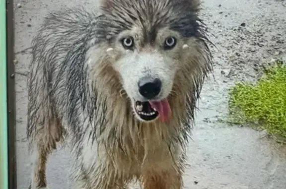 Найдена собака, Фролы, фото: Найдена хаски, Фролы, Весенняя 8/1