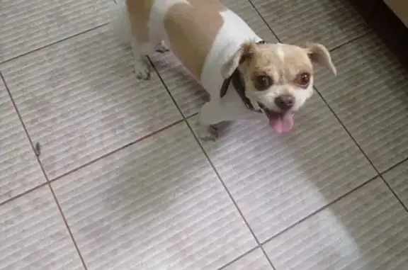 Собаки потеряшки, Южно-Сахалинск, фото: Потеряшка собака, пр. Победы 86, Ю-Сахалинск