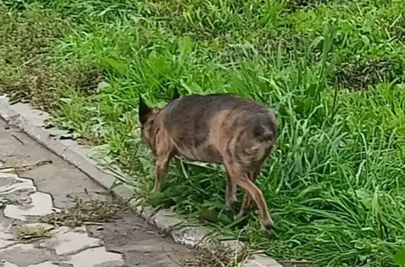 Пятнистая собака найдена: Иркутский тракт, 26