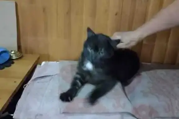 Найдена кошка, Ленинск-Кузнецкий, фото: Котик найден: Лесной Городок, 34