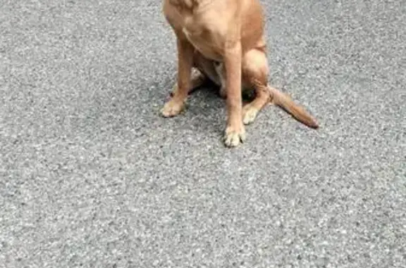 Найдена собака, Пятигорск, фото: Собака найдена у магазина, Бештаугорское шоссе, 74