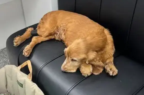 Найдена собака, Солослово, фото: Спаниель найден в Солослово, 46Н-07192