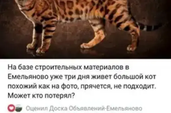 Найдена кошка, Емельяново, фото: Найдена кошка, Московская ул., 1В