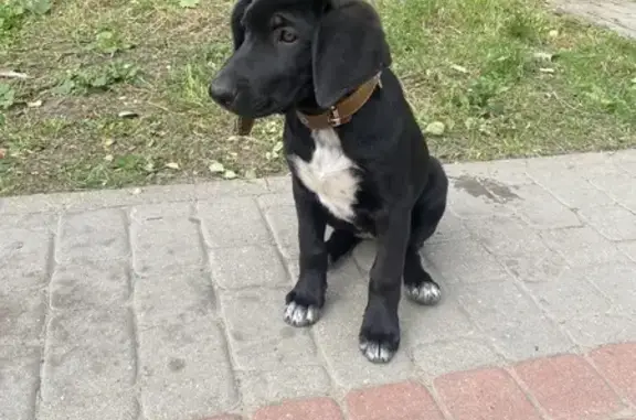 Найдена собака, , фото: Щенок найден в парке Скобелева, Рязань