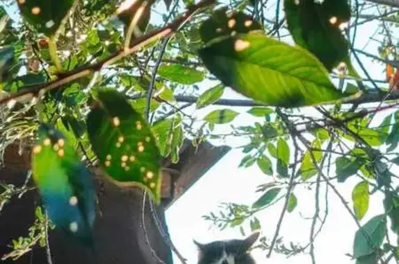 Найдена кошка, Новосибирск, фото: Кошка найдена, ул. Декабристов 106, НСК