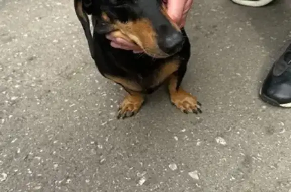 Найдена собака, Новосибирск, фото: Найдена собака, Петухова 120, Новосибирск