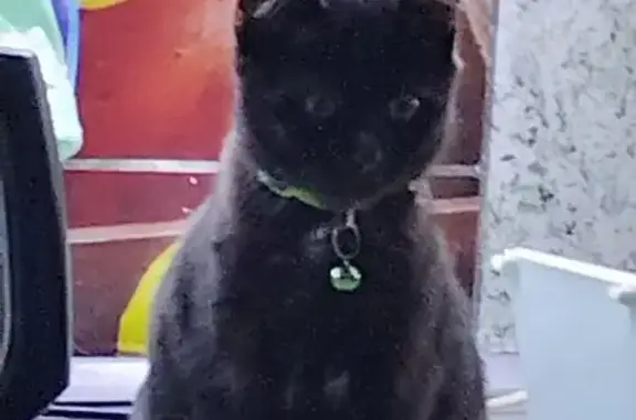 Пропала кошка у аптеки, Колесникова 8