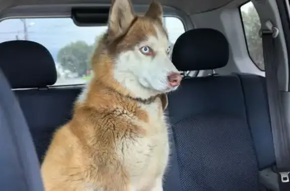 Найдена собака, Красноярск, фото: Хаски найдена: Заречная 22А, Красноярск