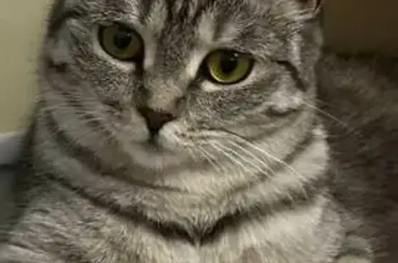 Пропала кошка, Южный Власихинский 42