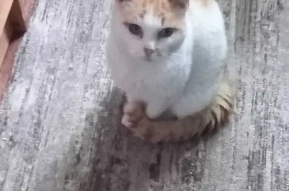 Пропала кошка, ул. Добровольцев, 44