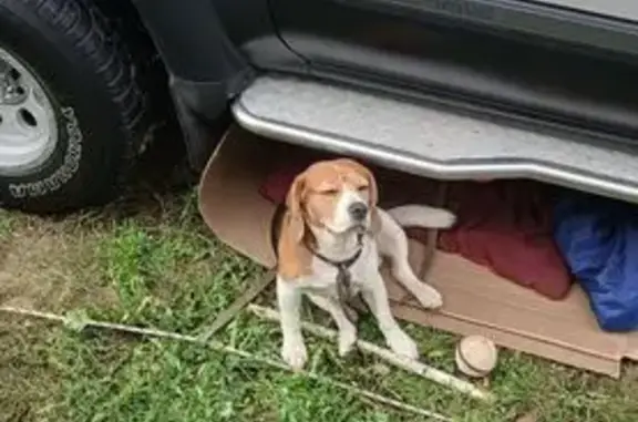 Найдена собака, Московская область, фото: Собака найдена: Кашира, 46К-6150