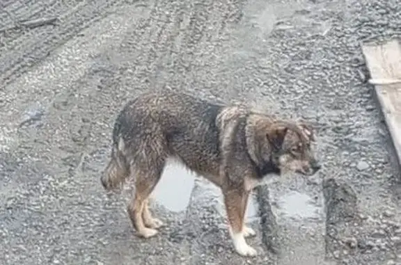 Найдена собака, Свердловская область, фото: Собаки найдены на ул. Тальковой, Шабровский