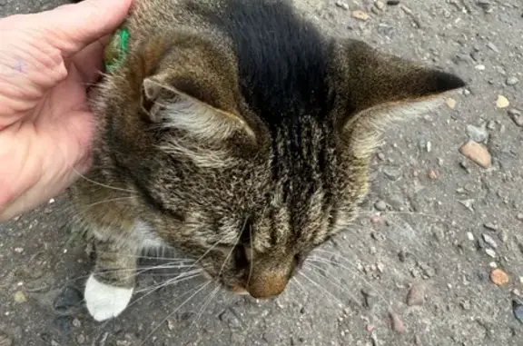 Найдена кошка, пр. Королёва 28, Омск