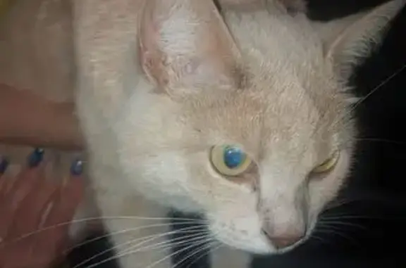 Найдена кошка, ул. Белинского, 10, Тюмень
