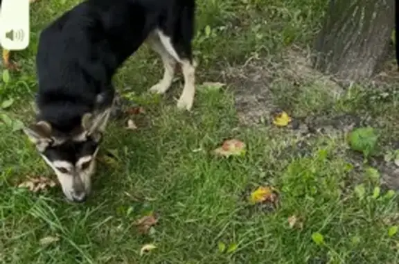 Найдена собака, Санкт-Петербург, фото: Щенок найден: ул. Цимбалина, 38, СПб