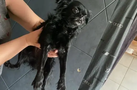 Найдена собака, Санкт-Петербург, фото: Найдена собака, Вавиловых 5 к5, СПб