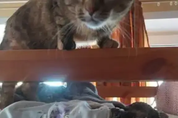 Пропала кошка, Школьная ул. 71, Видное