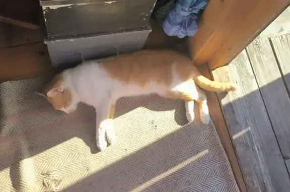 Пропала кошка в Есипово, ул. Первомайская