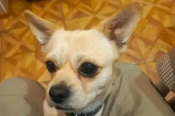 Собаки потеряшки, Чита, фото: Потеряшка собака, Шишкинская ул., Чита