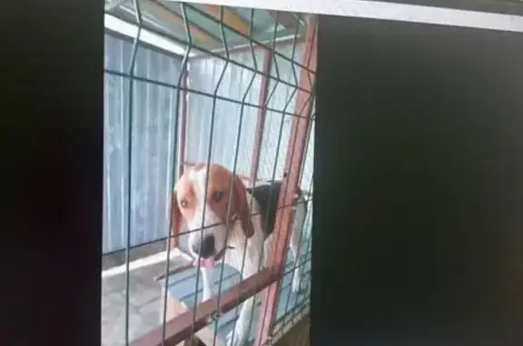 Пропала собака, Речная ул., Фалилеево