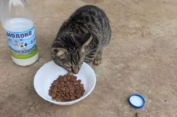 Кошка найдена: Казань, Татарстан