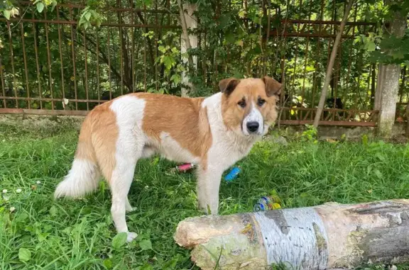 Собака найдена, Мотяково, 46К-5012, 28