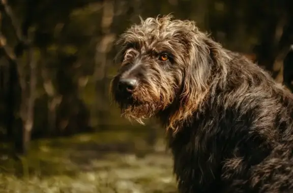 Собаки потеряшки, Краснодарский край, фото: Потеряшка собака в Светлогорском, Краснодарский край
