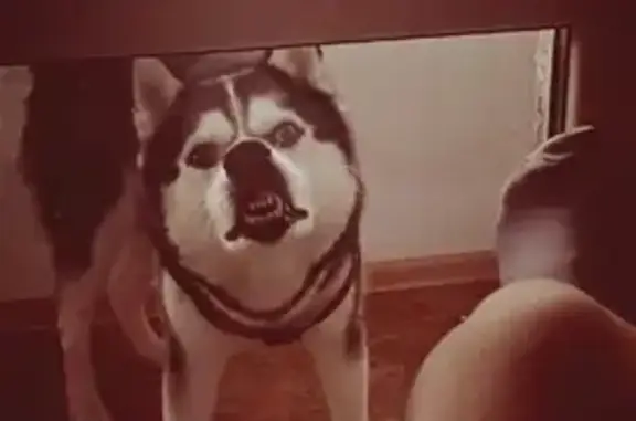 Пропала собака в Ласкино, 27К-090