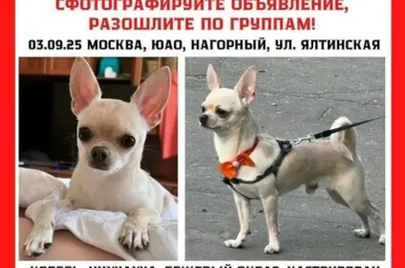Собаки потеряшки, Москва, фото: Потеряшка чихуахуа на Артековской улице